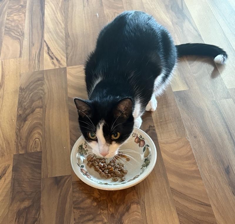 All of my cats ate their samples. Even two of my boarders ate this food. My boyfriend’s Tuxedo cat, Pickles, only eats anything pate but he finished his plate too.  Very impressed with this product. Only wish it came in a larger size than 3 oz.