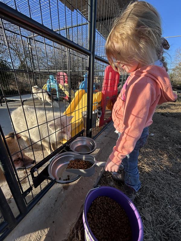 Junior fox rescuer, feeding the foxes!