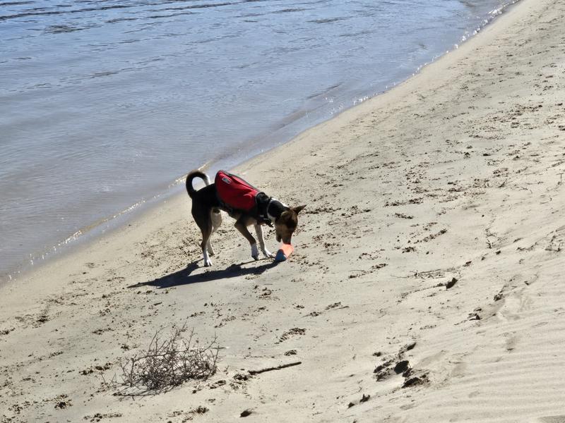 OUTWARD HOUND Neoprene Dawson Swimmer Dog Life Jacket, X-Large - Chewy.com