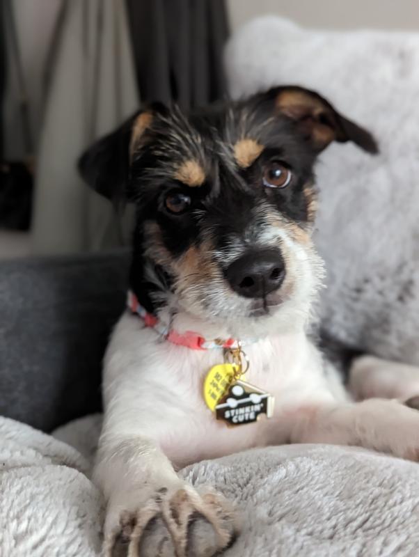 Cheese Curd is stinkin cute.