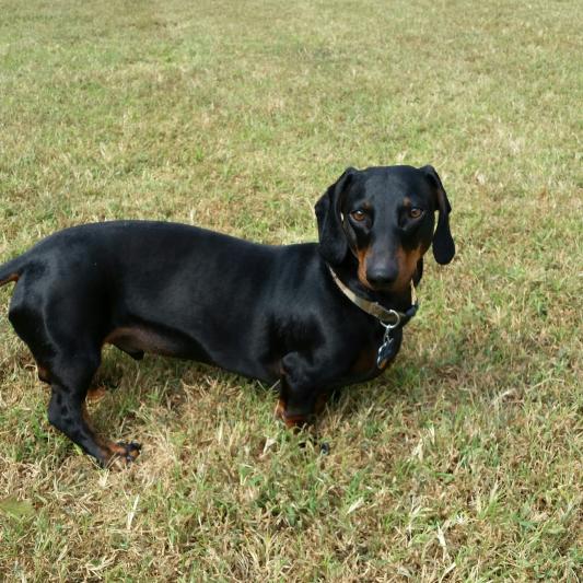 Eukanuba breed specific clearance dachshund