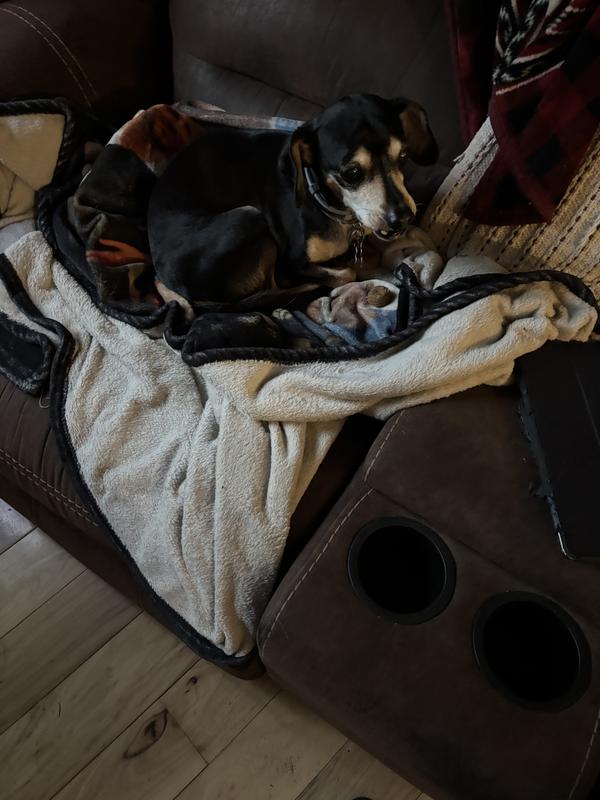 My pups in line for their “meatball”