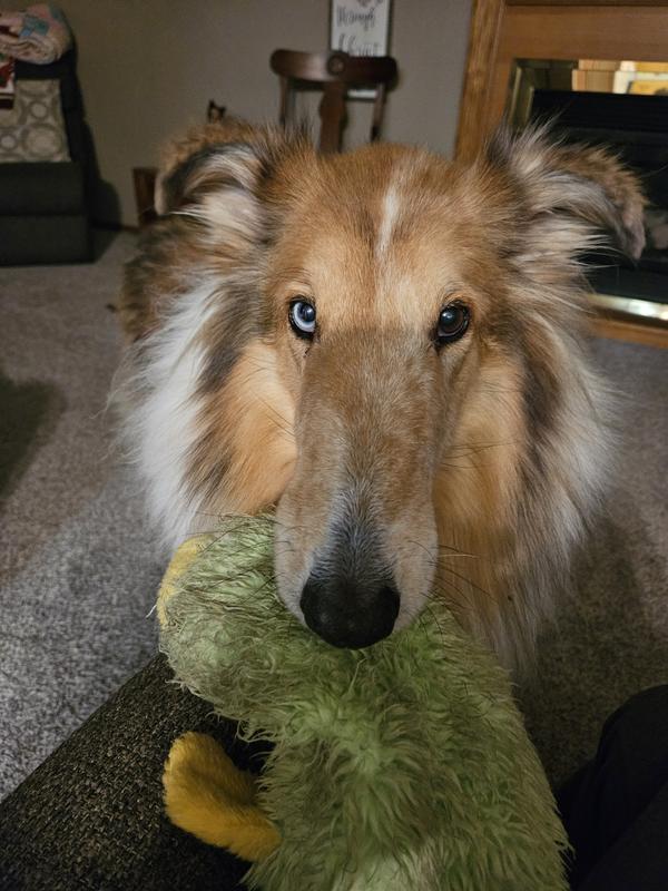 Buster with his favorite toy and a happy tummy!