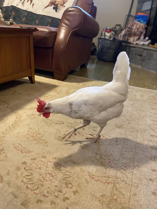Rose broke into the house.