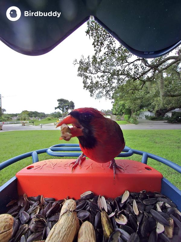 Northern Cardinal