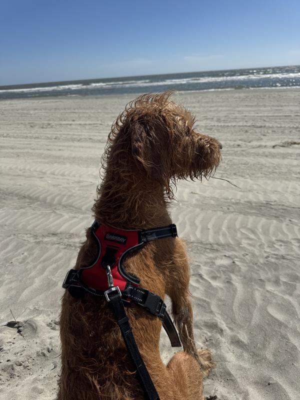 Flash contemplating life, after a 3 mile run.