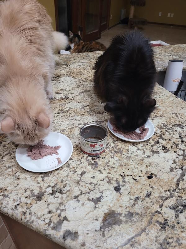 Otis and Cole loving Zealandia Beef