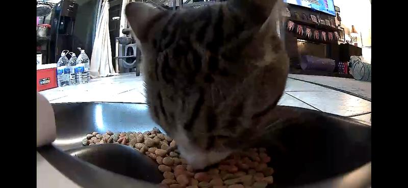 view from the feeder cam