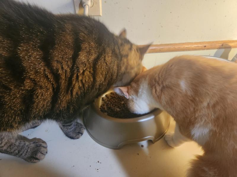 Two of the nine, fighting to get the good stuff!