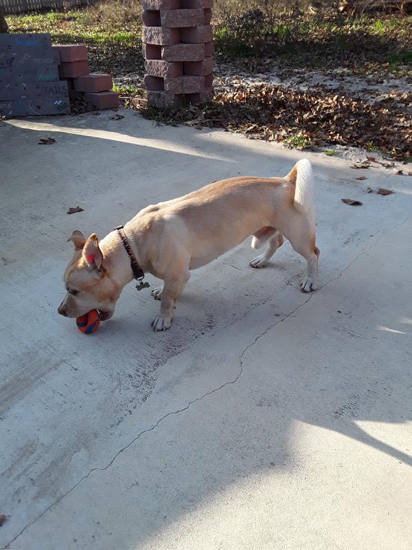 Hutch fetched, squashing ball