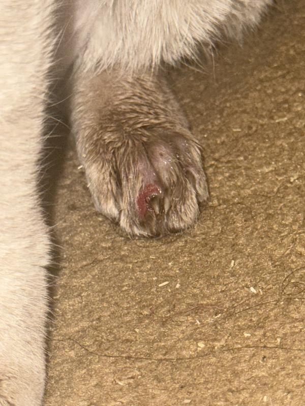 Two weeks of using nystatin