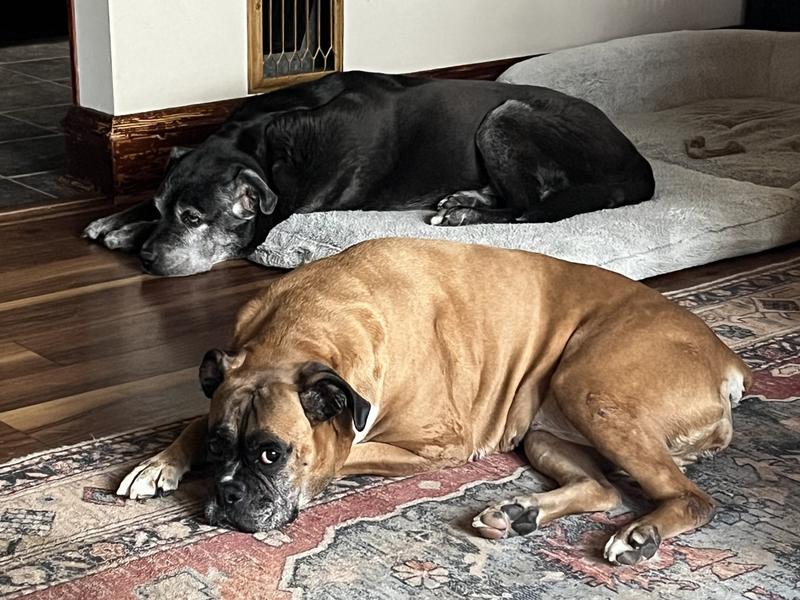 Sampson and Roxie waiting for their next turn.