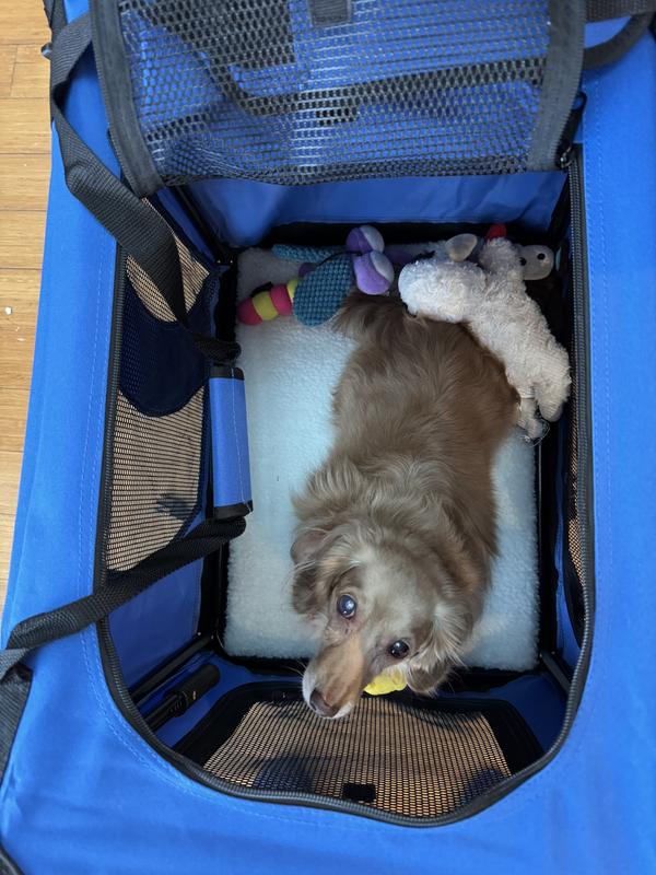 Crate from above with dog.