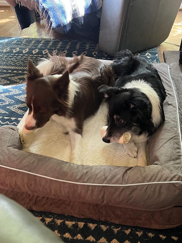 This bed holds 2 - 40 lb border collies