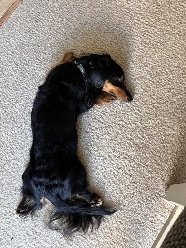 A dachshund!