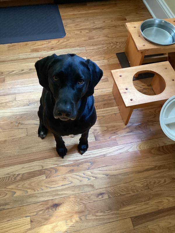 Waiting for their rawhide treat!