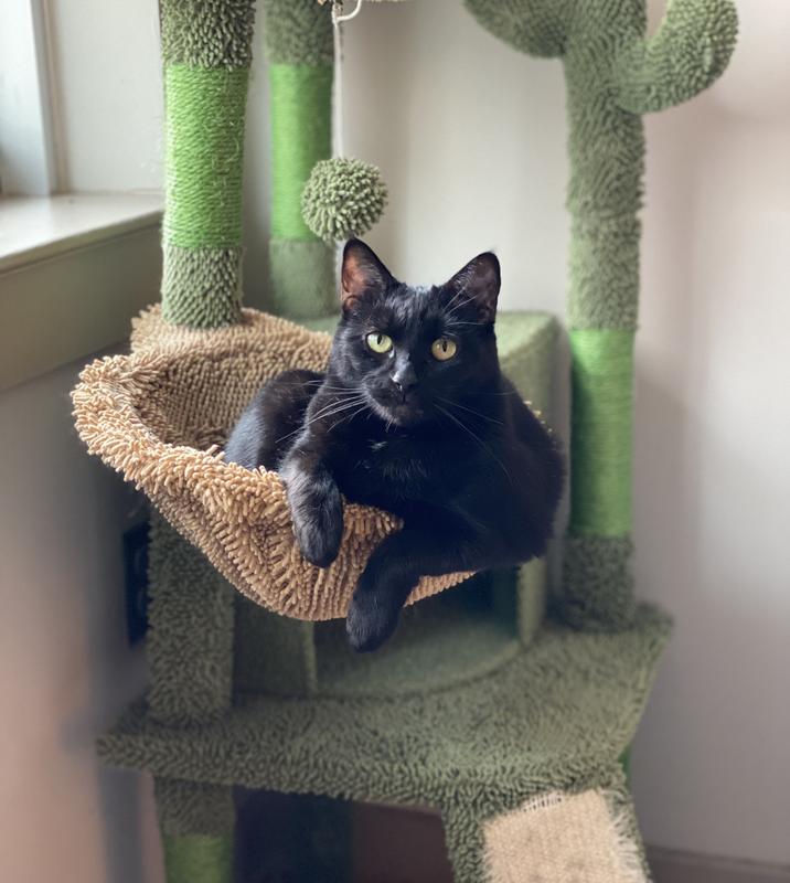 The basket is Ruffles favorite place in the house