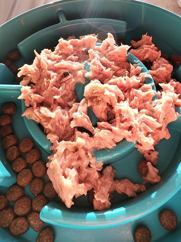 The Almo food in a maze bowl on top of kibble