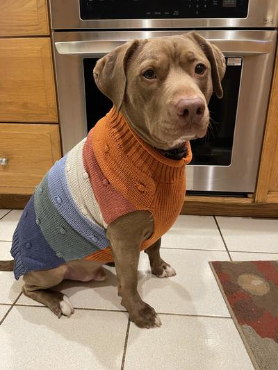 WAGATUDE Multi Colored Chunky Bobble Striped Dog Sweater reviews