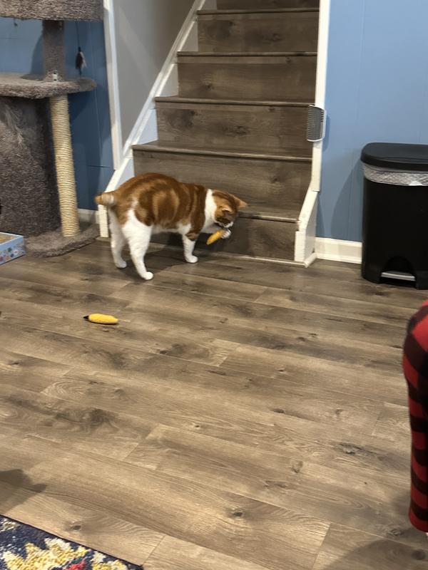 My orange tabby Lewis playing!