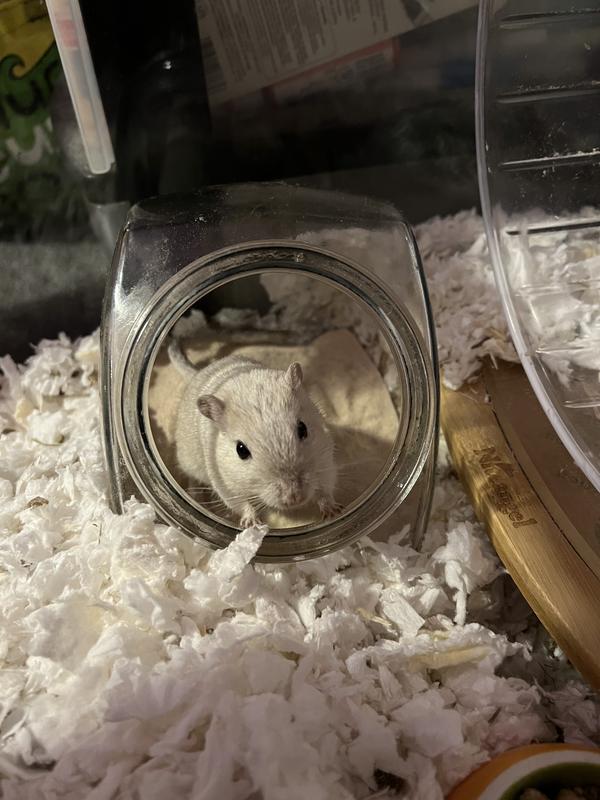 ZOO MED Reptisand Reptile Terrarium Sand, Desert White, 10lb bag