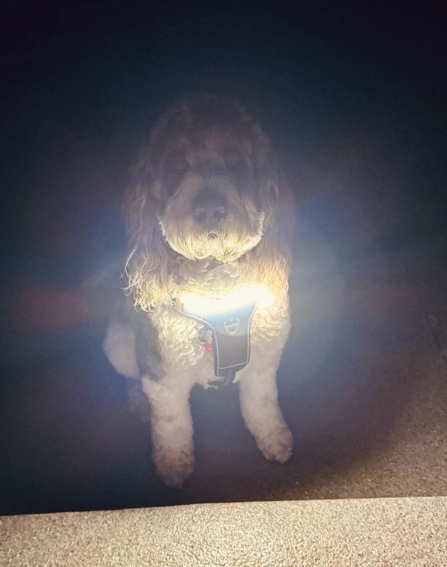 Walking on Halloween night with the grandkids.