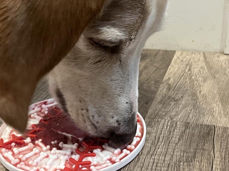 Jasper taste-testing his peanut butter cranberry treat.