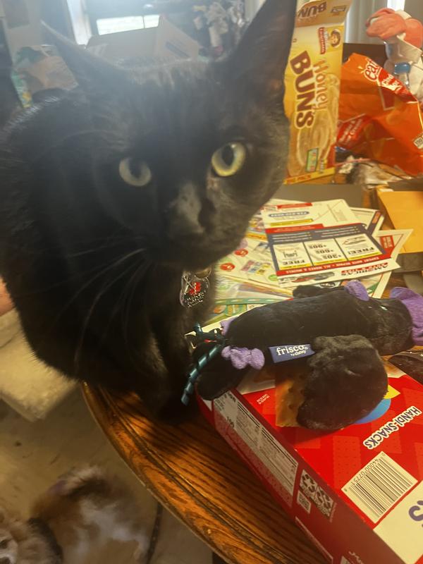 Black cat on table happy over toy