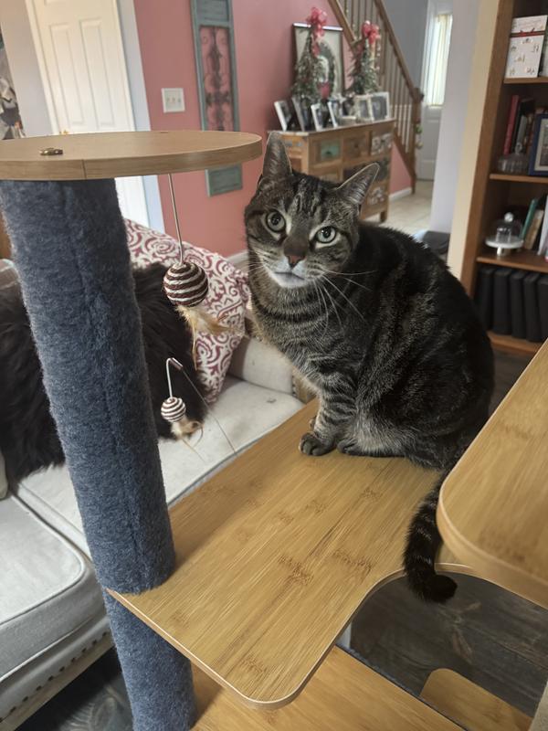 Flynnigan checking out his new tower