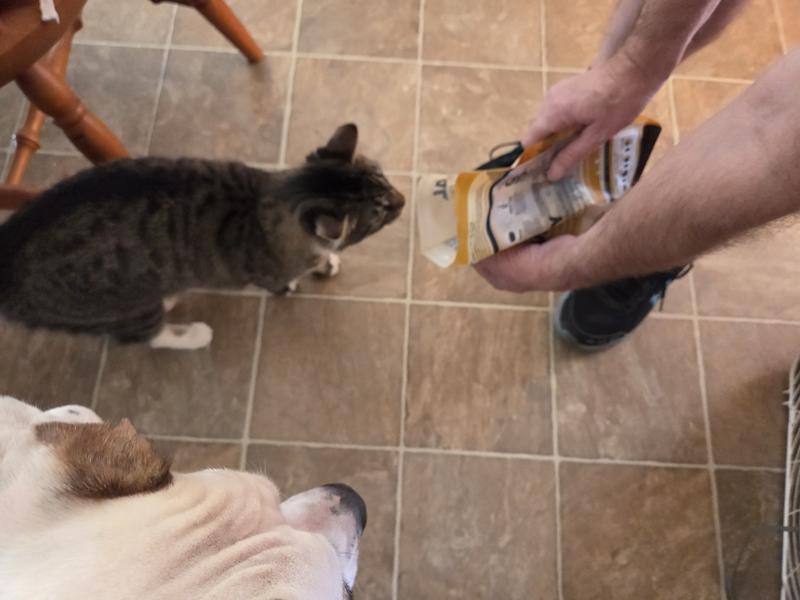 The cat wanted some too they smelt so good.