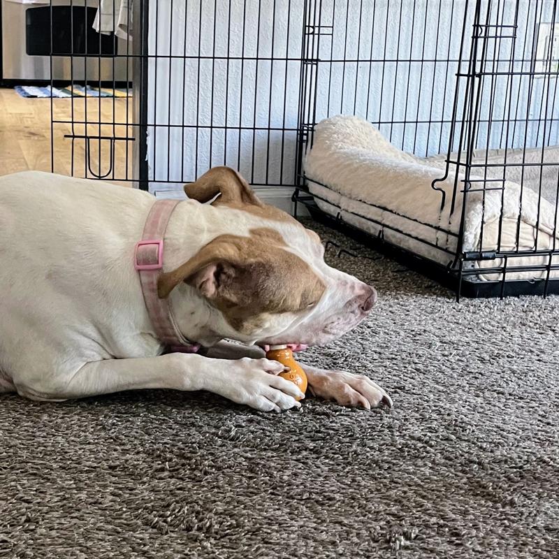 Fiona getting to work and chewing on the nylon bone end.