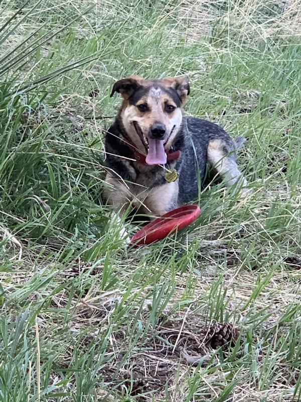 MILKBONE Original Large Biscuit Dog Treats, 10lb box