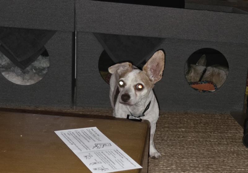 Molly (10.5 lbs) inside, Albie (12.5 lbs) was in there with her, but came out before I could snap a photo.