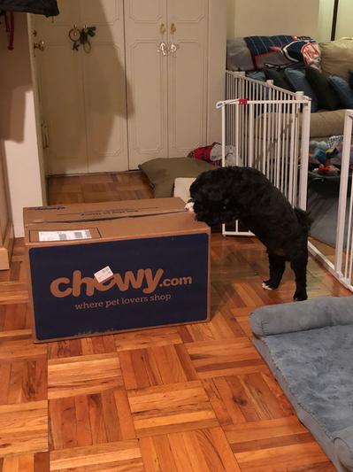 Chewy has the best boxes! Who needs rawhide? Just send the box!