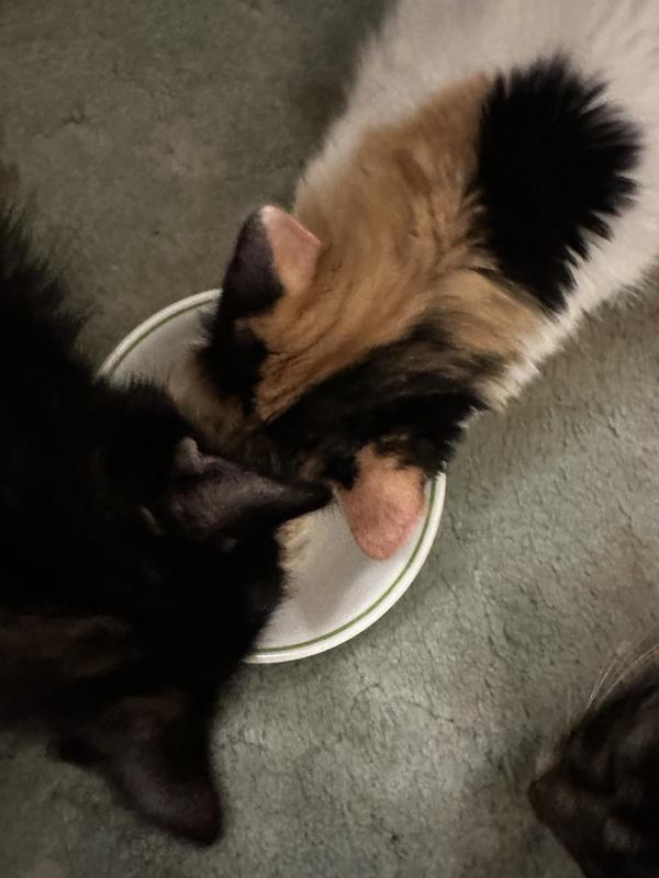 My cats are chowing down on Rachel Ray Chicken Purrcata!