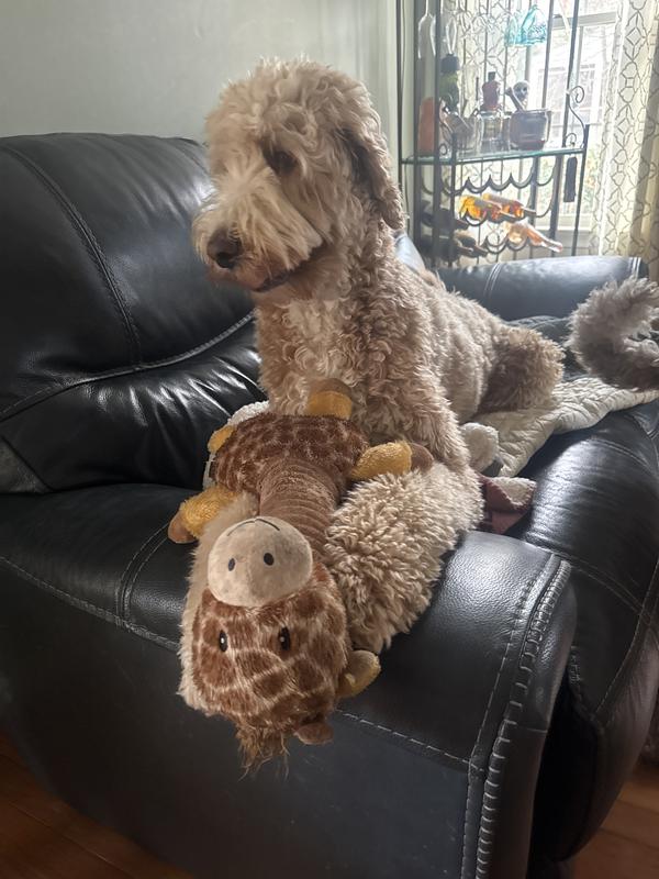 Holding up to four 60lb dogs!!