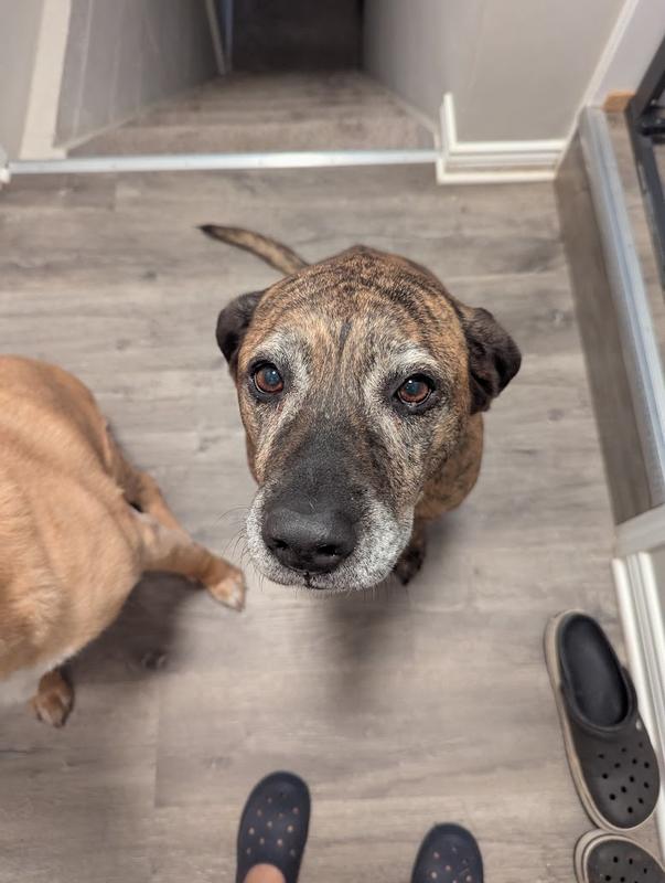 Bella waiting patiently for me to feed her Nature's Recipe Chicken & Lamb for dinner.