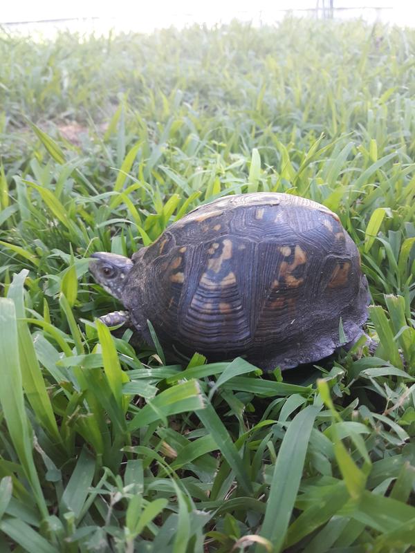 My turtle Eleanor Virginia