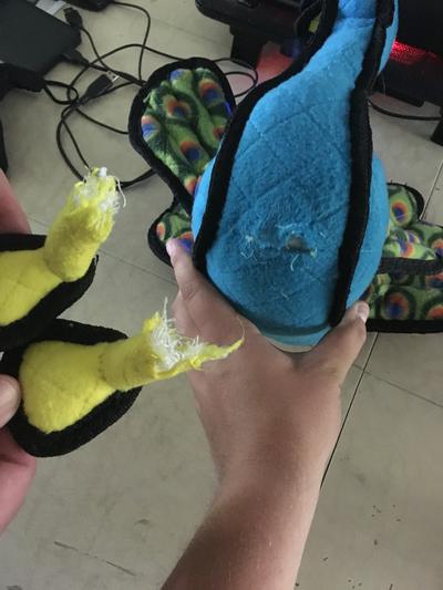 the feet ripped off of the peacock