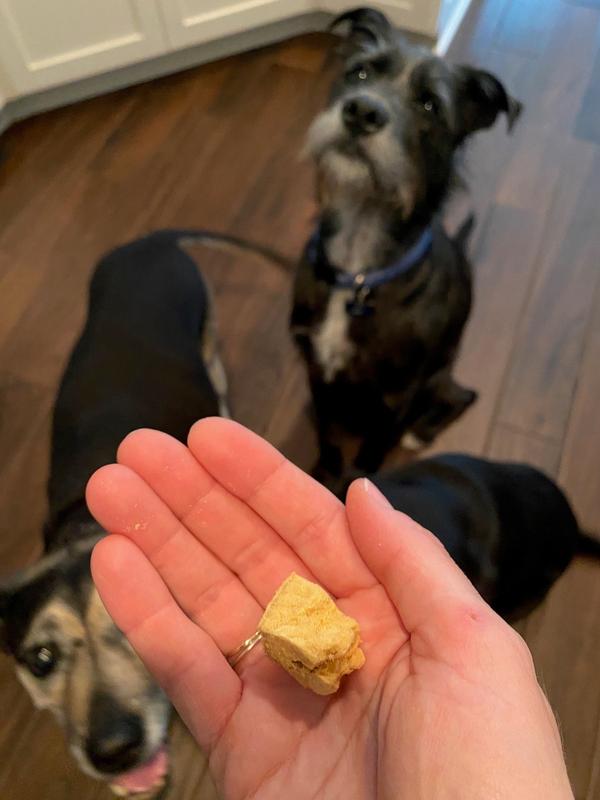 Very excited for a treat!