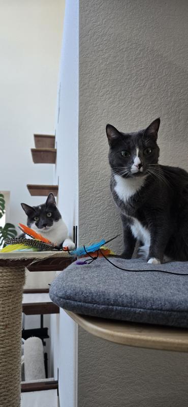 Cats with feather attachments