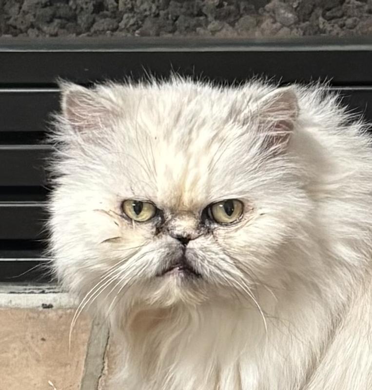 Grumpily waiting for star treats in her bowl.