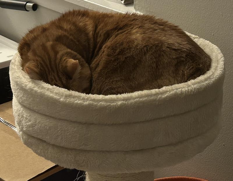 orange cat curled up on top of heavy duty cat tree