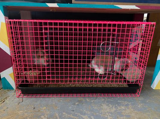 Martin on sale cages rabbit