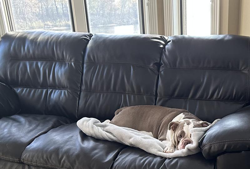 HILL'S SCIENCE DIET Adult Sensitive Stomach & Skin Tender Turkey & Rice Stew Canned Dog Food