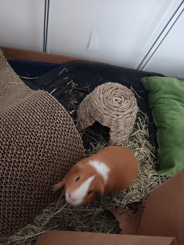Adult guinea pig needs large hut