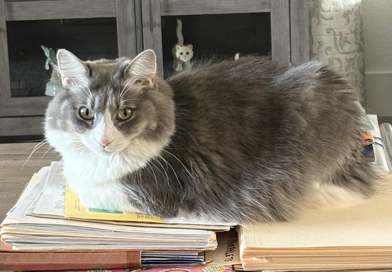 Pretty Sadie with a really pretty coat.