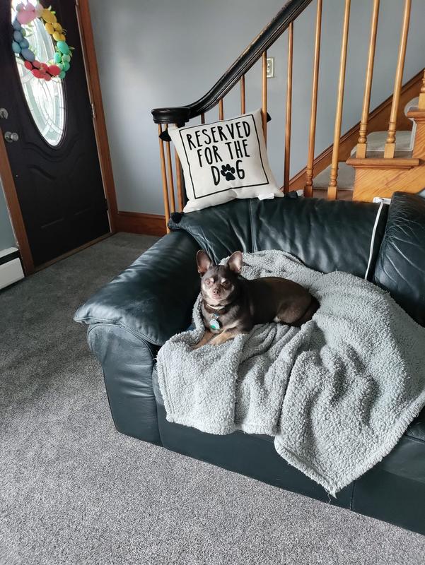 Here is my Taco. Love my little boy.