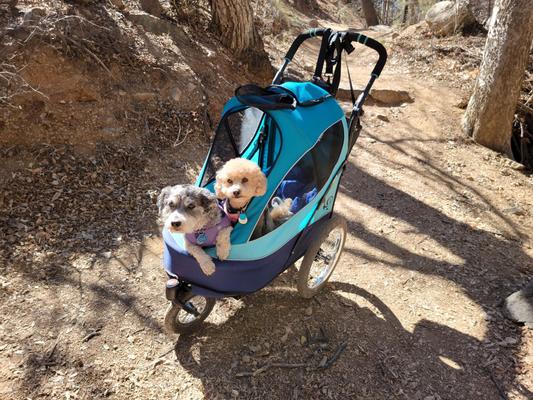 MOLLIE AND STAR LOVE THEIR NEW STROLLER!