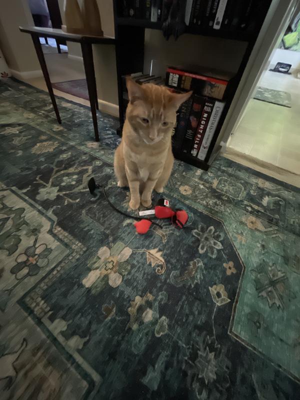 Wondering what’s going on